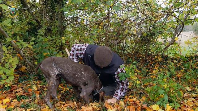 PERGOLA Marche-IT-White truffle, the simply magical appeal of one of Italy’s most beautiful village смотреть онлайн