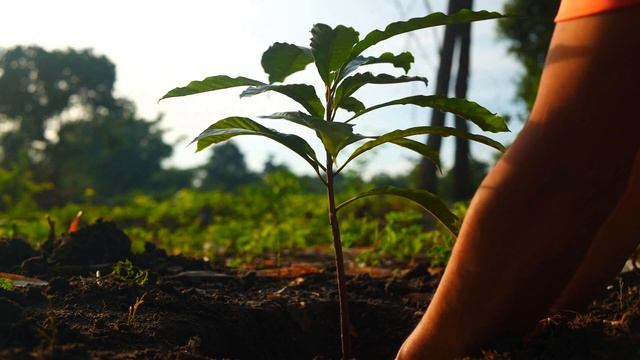 NẤM TRICHODERMA| Ủ PHÂN HỮU CƠ, CẢI TẠO ĐẤT| ĐỐI KHÁNG NẤM PHYTOPHTHORA SP, FUSARIUM SP… смотреть онлайн