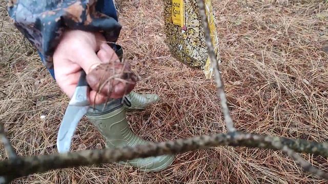 ГРИБЫ, ЧЕРЕЗ ЛЕСНЫЕ ДЕБРИ: в поиске грибов мокруха пурпурная в сосновом лесу 4 декабря 2023 г.