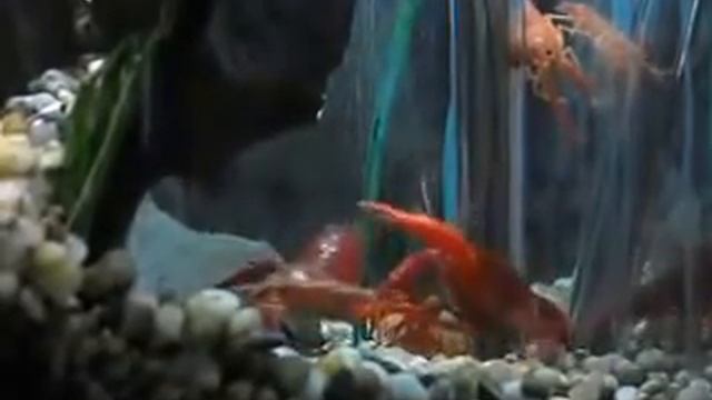 Procambarus clarkii var.orange C´mon! смотреть онлайн