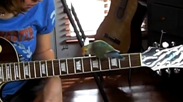 Lovebird Guitarist смотреть онлайн
