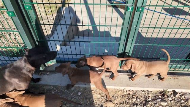 БЛОКИРОВКА ЮТУБ !!!!! Где нас искать !!! Сегодня стрим !!! Прогулка с щенками по питомнику к озеру. смотреть онлайн