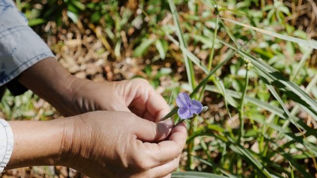 Spiderwort, edible wildflower смотреть онлайн