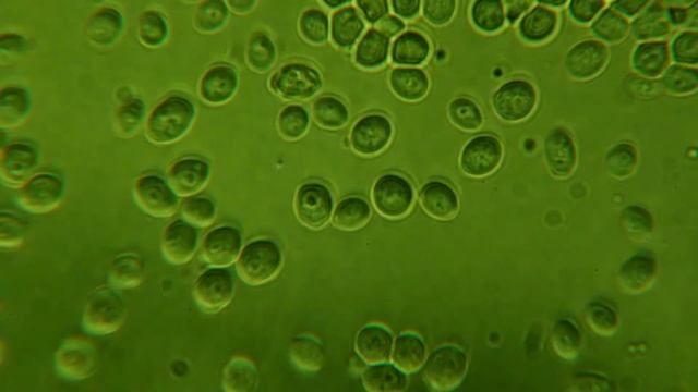 Saccharomyces cerevisiae смотреть онлайн