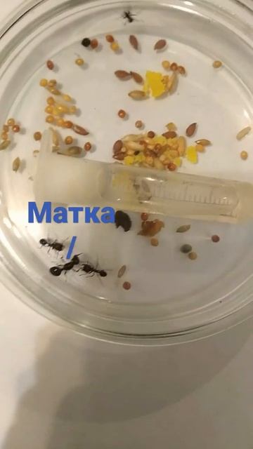 муравьи вида мессор структор смотреть онлайн