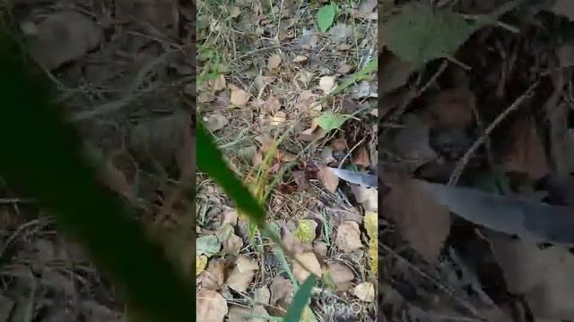 невероятная раздача красноголовцев грибы растут как на дрожжах смотреть онлайн