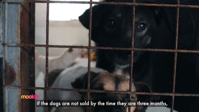 Investing in canines: how to get your dogs right смотреть онлайн