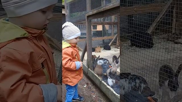 Даня Лапшин с друзьями кормит кроликов шоколадом))) смотреть онлайн