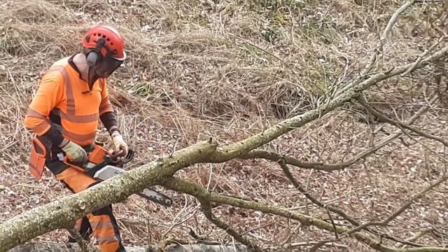 Severe Ash Dieback Chalara - signs & symptoms, felling infected trees. Please see captions for info
