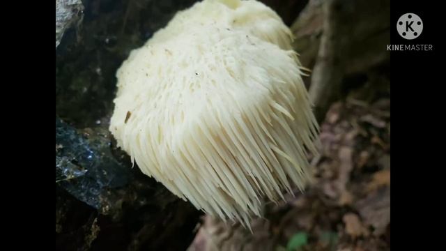 #मशरूम रोकेगा #कोरोना महामारी, #डायबिटीज़, #कैंसर, #म्यूकर मायकोसिस जैसी जानलेवा #बीमारियों को.