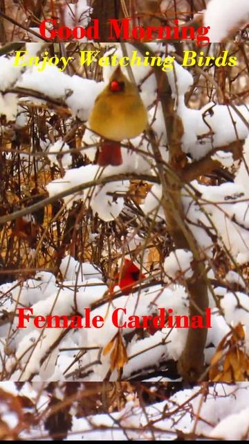 Good Morning Cardinals Shorts смотреть онлайн