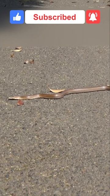 Four-lined snake | Terrifying Snakes That Are Actually Friendly смотреть онлайн