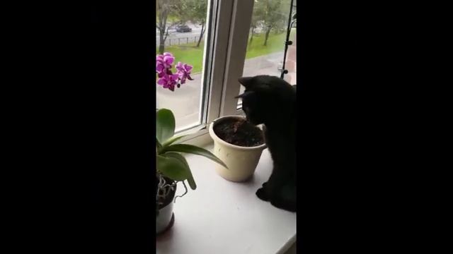 Котэ - охотники #shorts смотреть онлайн