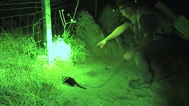 Black Mamba's First Hunt | Episode 4- Black Mamba: Born to Hunt смотреть онлайн