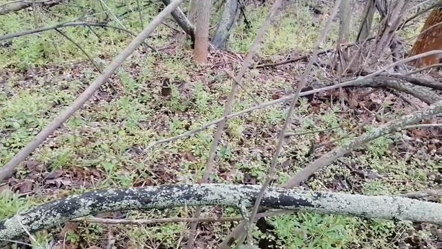 снова в лес за этими интересными грибами смотреть онлайн