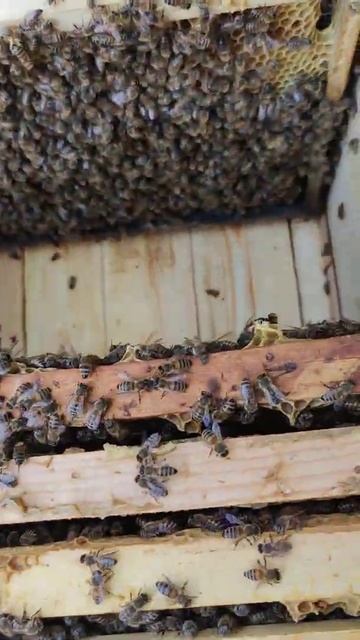 Матка Бакфаст работает 🐝🐝🐝27.05.2022 смотреть онлайн