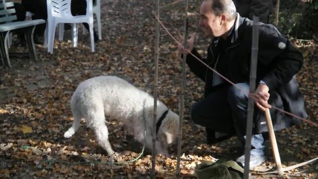 Truffle Farmer & His Dog Emi
