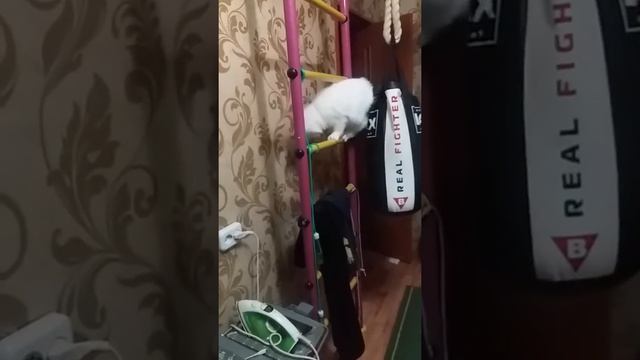 Кот спортсмен. СЕМЕН СЕМЕНЫЧ. смотреть онлайн