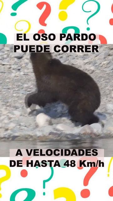 EL OSO PARDO PUEDE CORRER HASTA UNA VELOCIDAD DE 48KM/H @Canal35Icatv смотреть онлайн