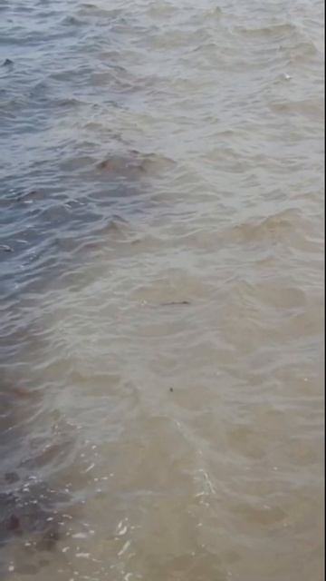 TURISMO EM MANAUS CACHOEIRAS PRESIDENTE FIGUEIREDO PESCARIA TUCUNA NA BALBINA #wildeyesEPS #shorts смотреть онлайн