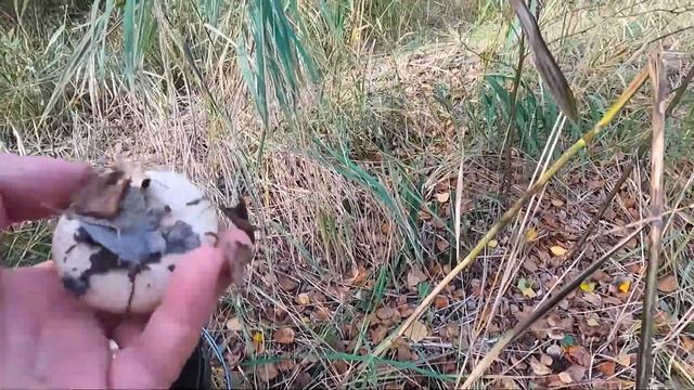 грибное царство в 4 лесах