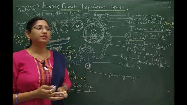 CHSE Zoology : Human Reproduction - Structure Of Ovary And Its Function