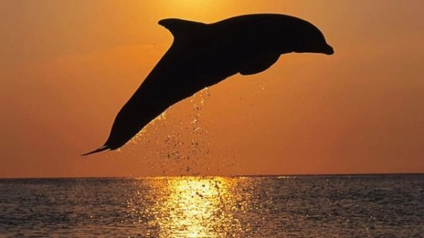 Cover of Masterpiece:  Tangerine Dream  -  Dolphin Dance