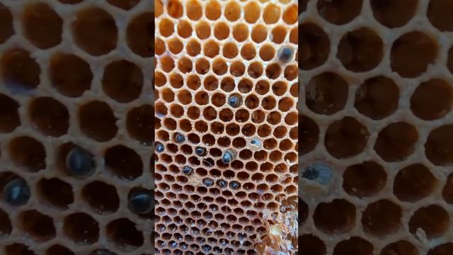 Пчелы трутовки или матка 🤔 смотреть онлайн