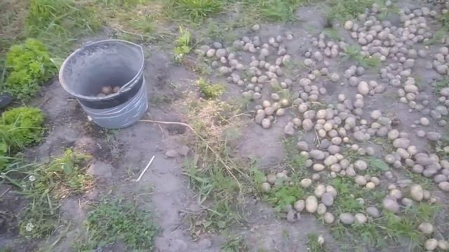 Картошка. смотреть онлайн