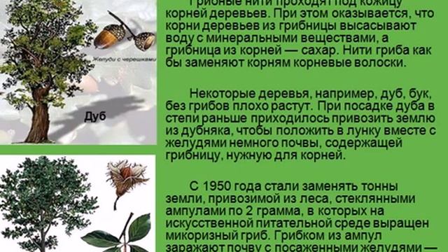 Грибы презентация по биологии смотреть онлайн