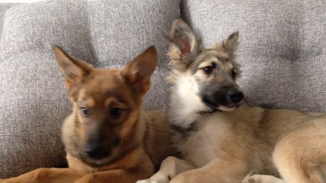 Джесси и Лесси - щенки смотреть онлайн