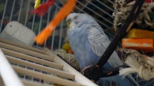 Sleeping Budgie Hidden in the Toy Jungle смотреть онлайн