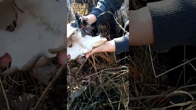 Вешенка. Луганская обл. Старобельск. смотреть онлайн