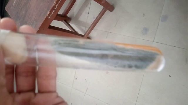 Aspergillus Fumigatus I Fungus