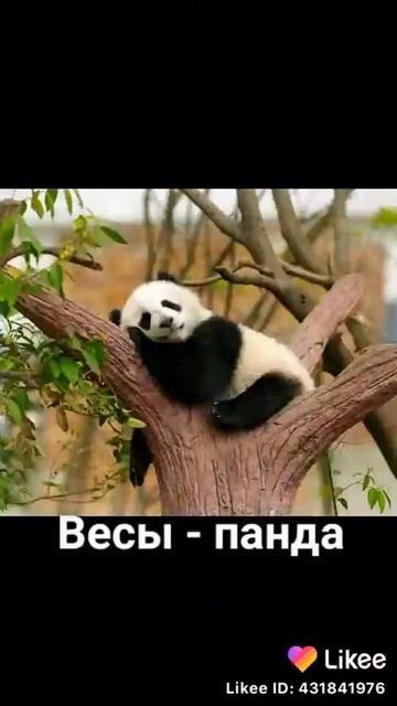 Какое ты животное по знаку зодиака ? смотреть онлайн