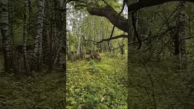 сходили люди по грибы смотреть онлайн