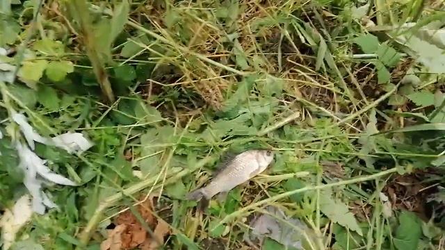 локация кряжий затон в реале смотреть онлайн