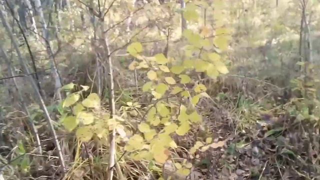 Поход в лес за грибами