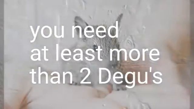 How many Degu's?? 😐 смотреть онлайн