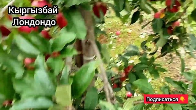 Алма терип 1-Кундо 10 000сом табам/ Англия 2022 / смотреть онлайн