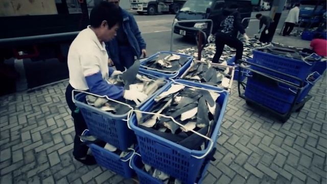 Save the Hammerhead Shark - Act NOW! смотреть онлайн