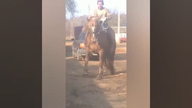 Обучаем лошадь 🐎 🏇 смотреть онлайн