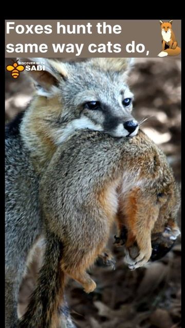 Fun facts about fox you never knew | Discover with Sabi | Shorts смотреть онлайн