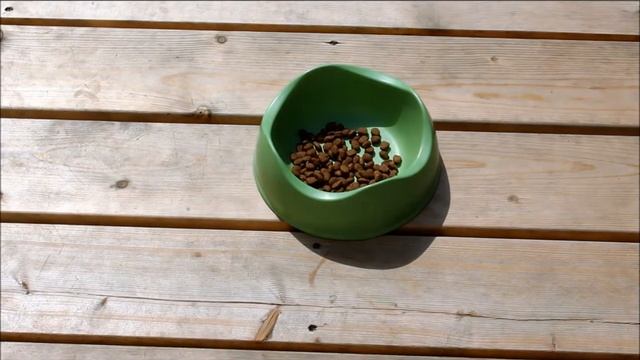 How To Choose the Right Dog Bowl смотреть онлайн