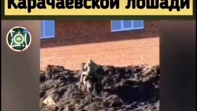 Карачаевская порода лошадей смотреть онлайн