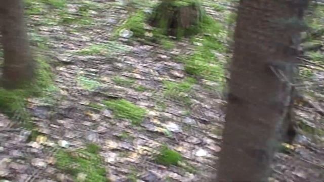 Собираю грибы. Пробираюсь к заброшенной деревне. Снимаю все это на древнюю Mini-DV камеру SONY.