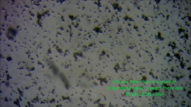 Yeast under the microscope смотреть онлайн