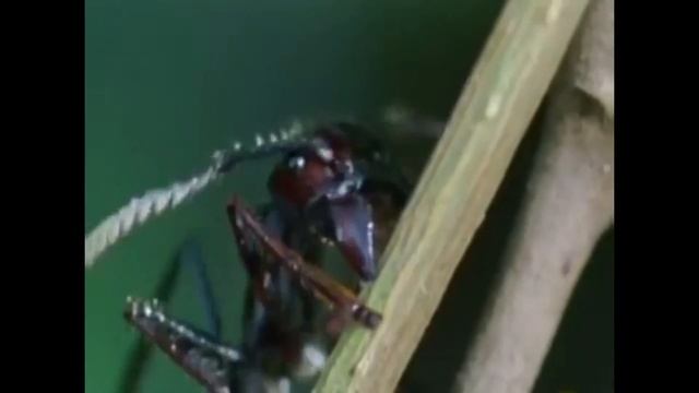 Trabalho de biologia - Fungo Ophiocordyceps Unilateralis смотреть онлайн