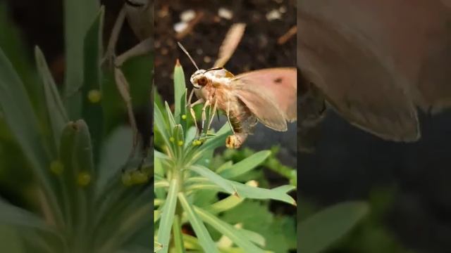 Hyles euphorbia смотреть онлайн
