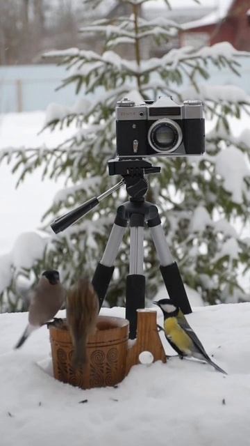 Когда фотограф включил камеру, и ушел на 10 минут ☺ #птицы #birdwatching #снегирь #сойка #дятел смотреть онлайн